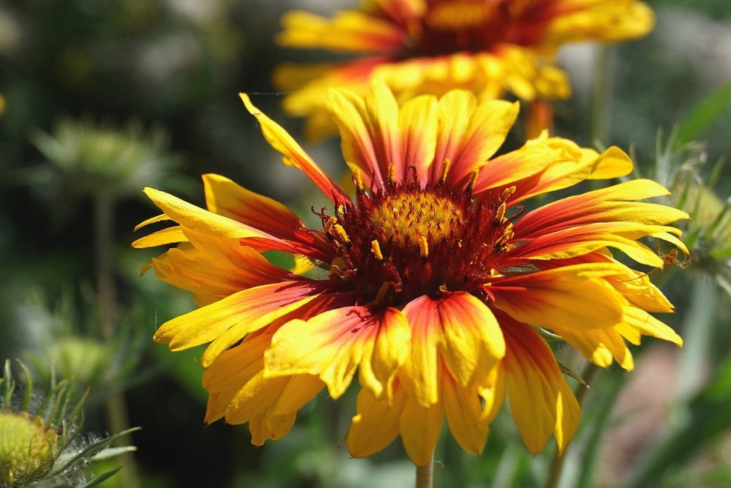 orange gaillardia, yellow flowers, flowers-7925663.jpg